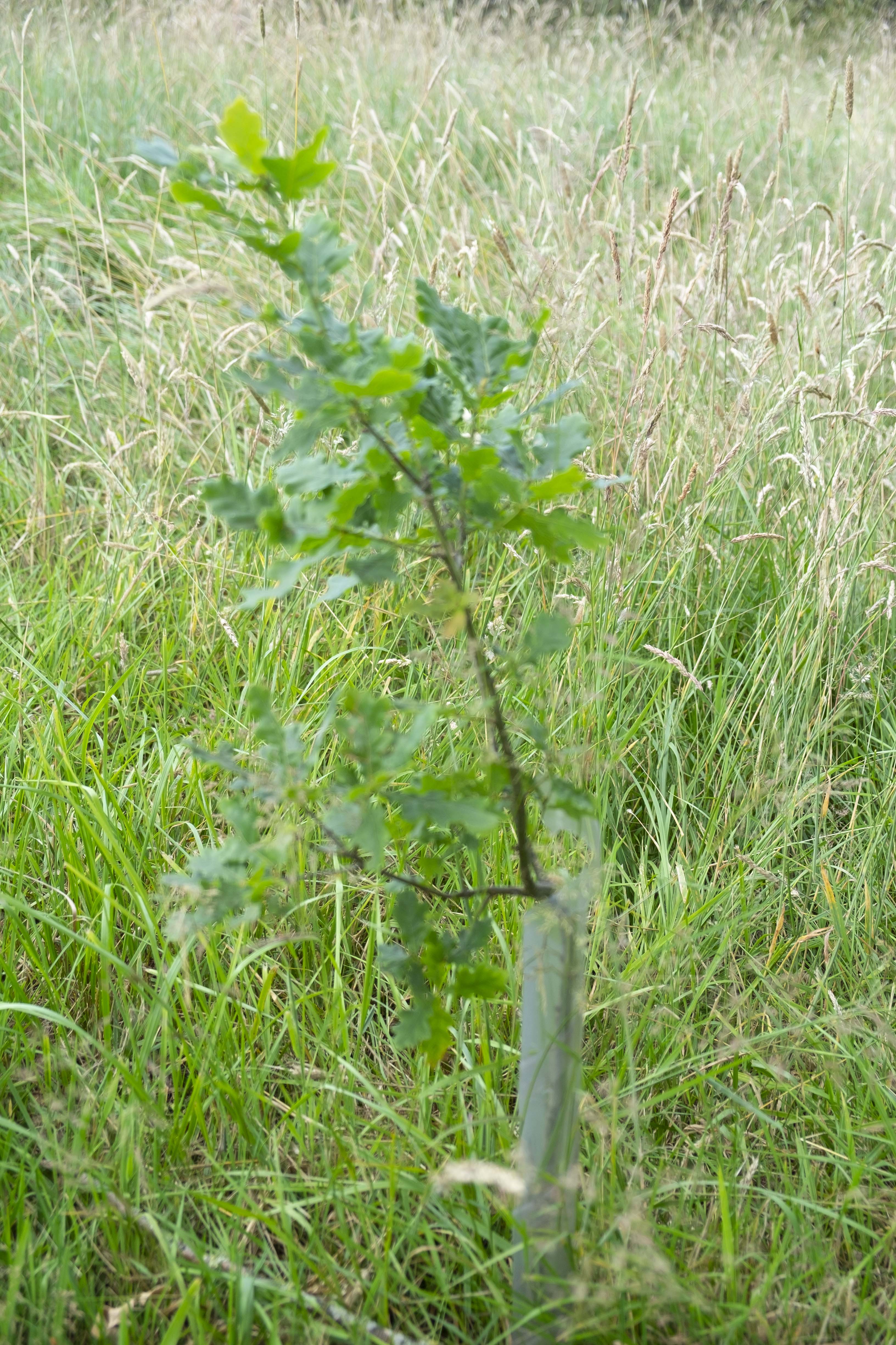 Oak tree