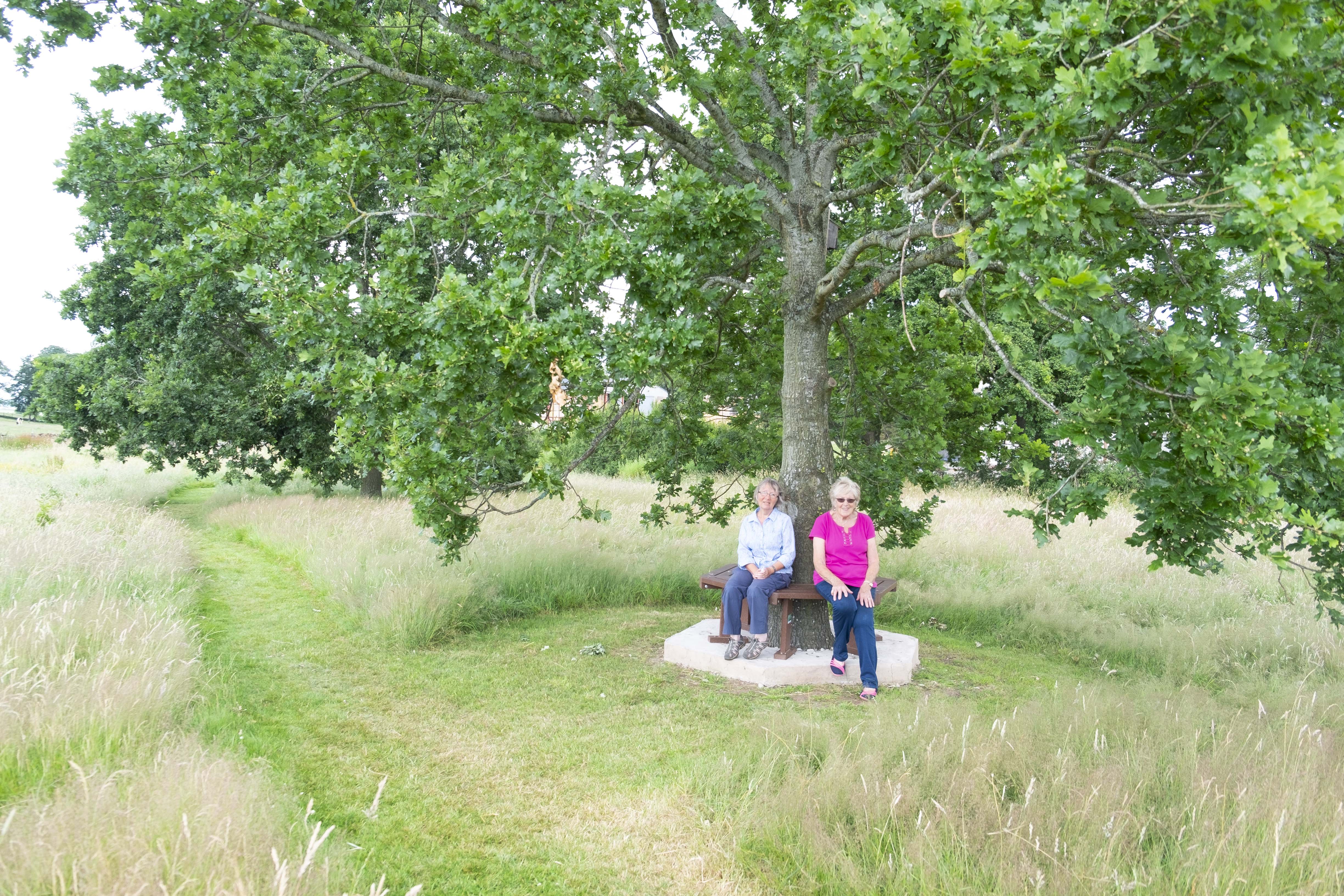 Oak tree seat