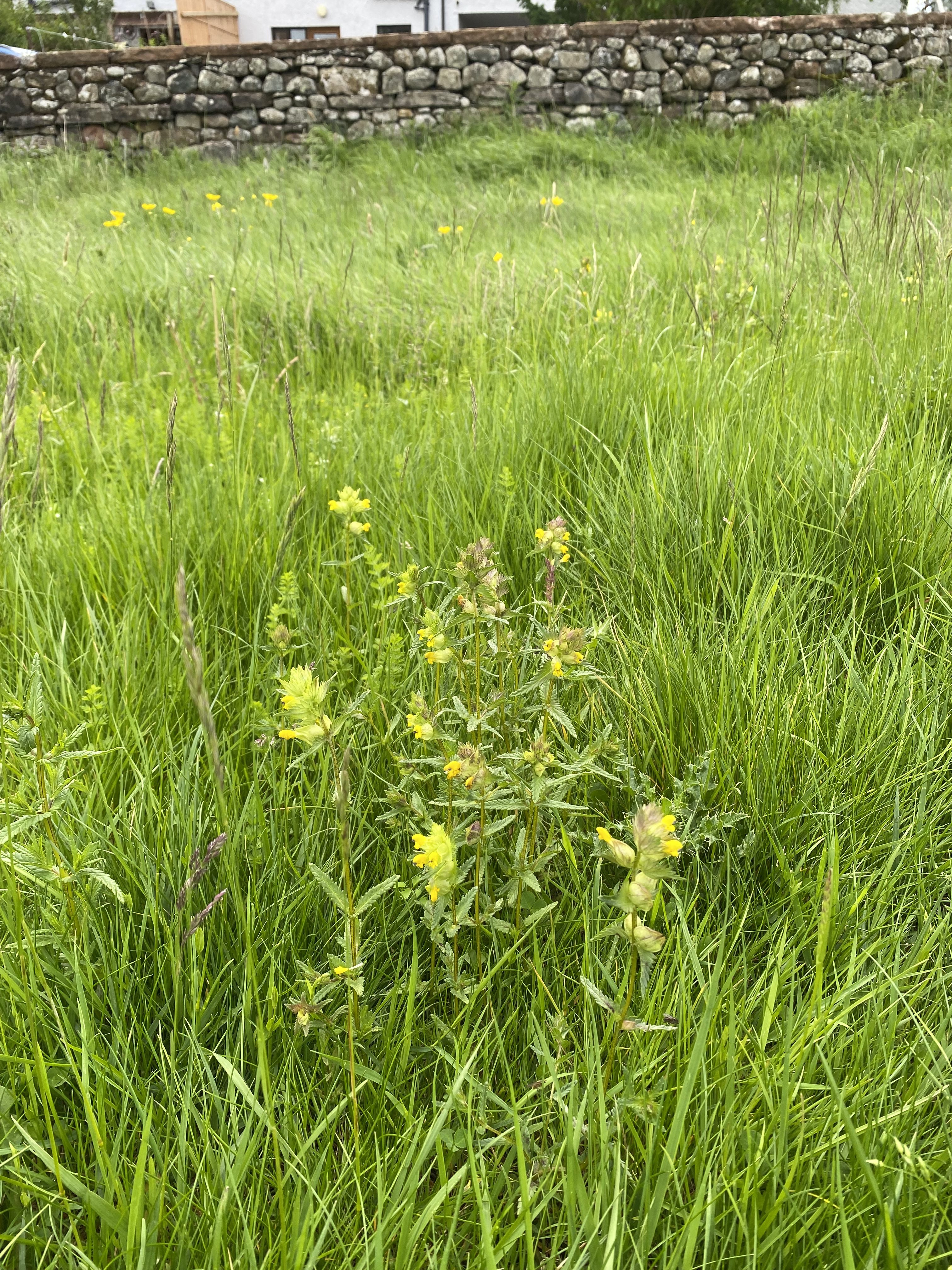 Yellow rattle plants