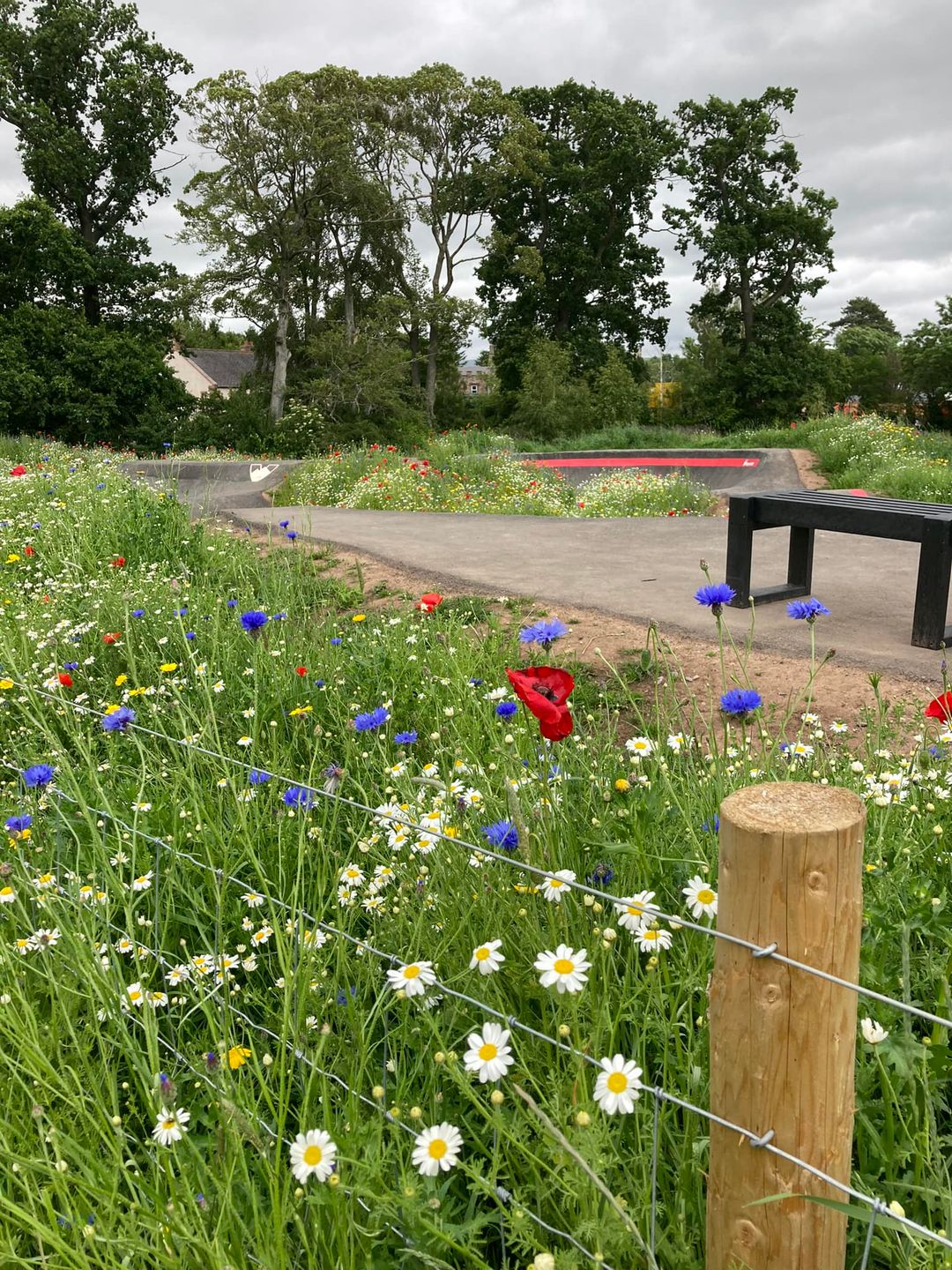 Flowers on the pump track